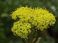 Thapsia villosa 4, Saxifraga-Willem van Kruijsbergen